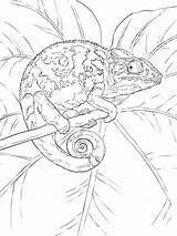 Coloring Pages Chameleon sketch template