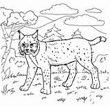 Bobcat Colorear Lince Lynx Capibara Rossa Printmania Bosque Animali Roux Mammiferi sketch template