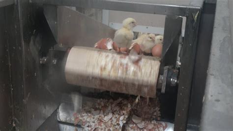 Italy S Leading Egg Producer Promises To Stop Killing Day Old Male