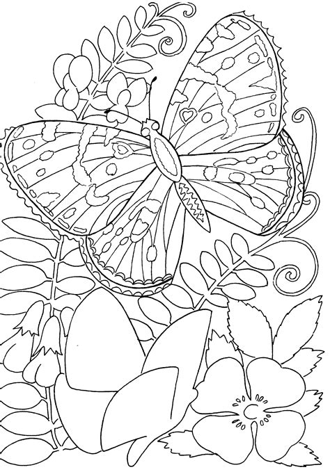 butterflies  insects coloring pages  coloring pages butterfly