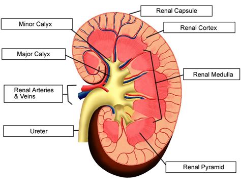 label  parts   urinary system