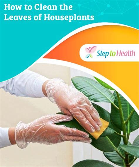 properly clean  leaves   house plants home cleaning