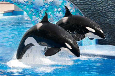 seaworld   orca breeding program   generation    directexpose