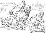 Chicken Coloring Pages Animals Printable Kb sketch template
