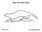 Otter River Coloring Drawings Pdf Exploringnature sketch template