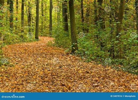 oak  maple forest royalty  stock image image