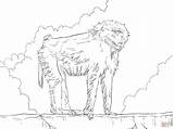 Baboon Coloring Pages Olive Drawing 16kb 2048 1536px Skip Main sketch template