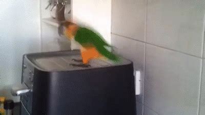 jumping parrot    gif