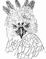 Harpy Coloringsun Sketch Eagles sketch template