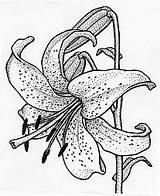 Lily Tiger Stargazer Coloring Pages Drawing Flower Lilies Drawings Tattoo Lilly Outline Line Flowers Sketches Pencil Sketch Color Sketchbook Getcolorings sketch template