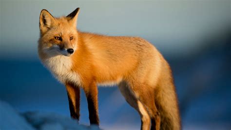 red fox  stock photo public domain pictures