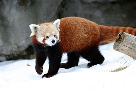 red panda  stock photo public domain pictures