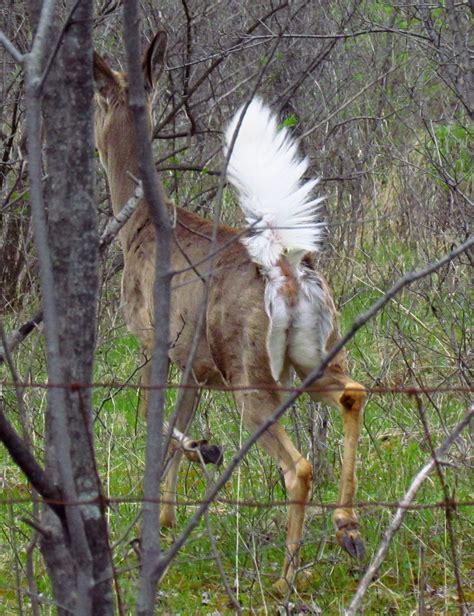 filewhite tailed deer tail upjpg wikimedia commons