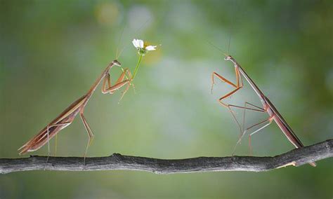 male praying mantis presents love  flower   kills  praying mantis  bugs