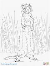 Ferret Coloring Pages Standing Footed Drawing Printable Getcolorings Getdrawings Categories Silhouettes sketch template