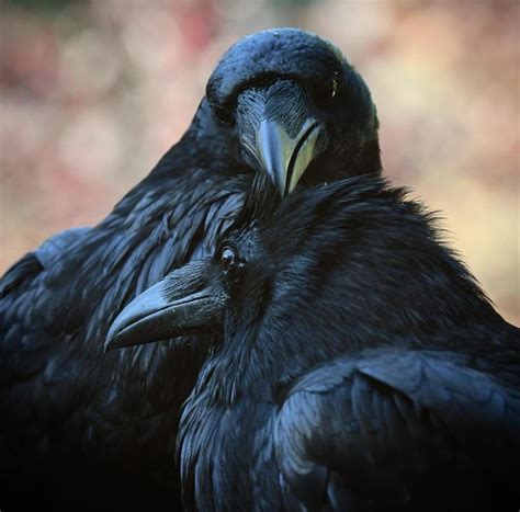 Pin By Kevin George On Dark Art Raven Bird Raven Photography Raven