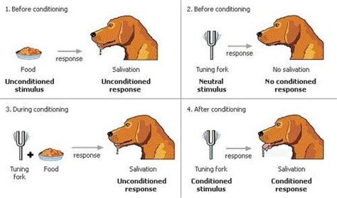examples  classical conditioning  everyday life studiousguy