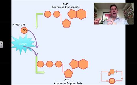 photosynthesis atp  adp cycle youtube