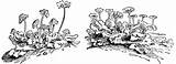 Liverworts Clipart Hepatica Etc Medium Clipground sketch template