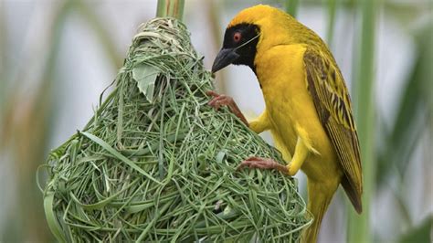 birds  learn  build   nest
