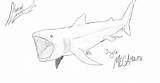 Shark Megamouth Coloring sketch template