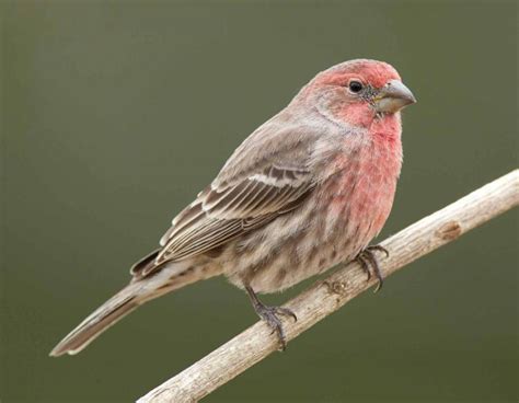 finches list  types  pictures care tips