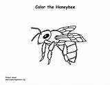 Coloring Honeybee Bee Pages Pdf Color sketch template