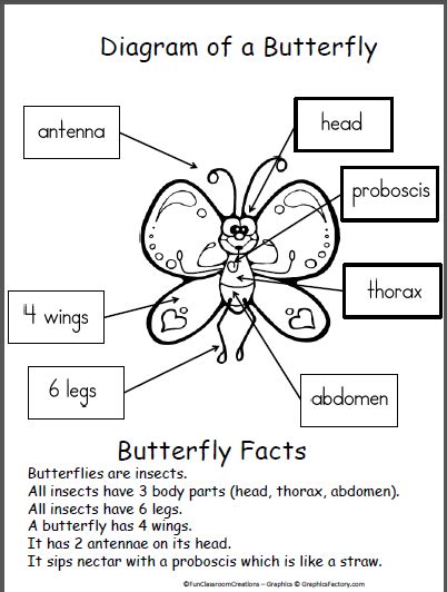 butterfly diagram poster   teachers