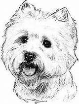 Coloring Westie Pages Terrier Highland West Getcolorings Printable sketch template
