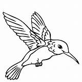 Hummingbird Drawings Coloring Pages Clipart Birds Bird Humming Printable Clip Color Print sketch template