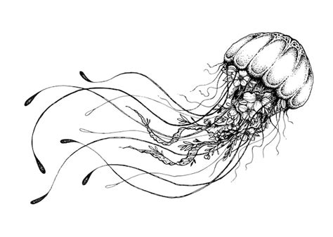 premium vector hand drawn doodle jellyfish