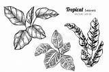 Illustrazione Foglie Disegnano Tropicali Raccolta Invitation Modello sketch template