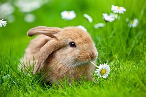cute  rabbit rabbit grass daises adorable