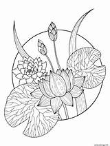 Lotus Magnifique sketch template