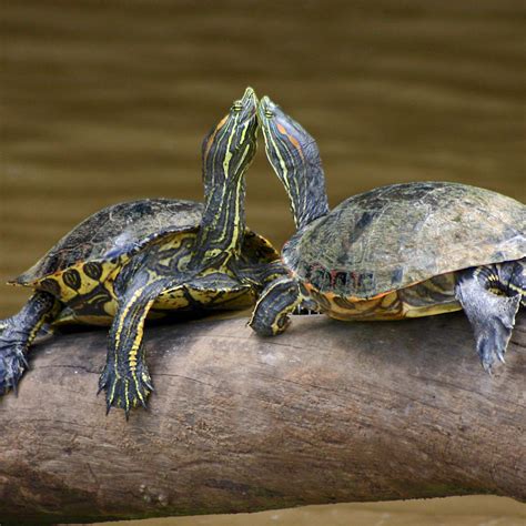 types  freshwater turtles types  domestic turtles