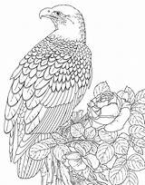 Coloring Eagle Pages Printable Adults Bald Animals Books Eagles Kids Animal Print Backyard Adult Patterns Nature 3d Colouring Color Bird sketch template