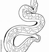 Anaconda Snake Coloring Pages Getcolorings sketch template