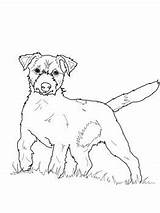 Jack Russell Terrier Coloring Pages Dog Printable Supercoloring Dogs Colouring Coloriage Color Categories sketch template