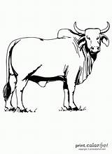 Bull Brahman Coloring Pages Color Cattle Printable Print Beef Animals Might Printcolorfun sketch template