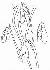 Coloring Pages Snowdrop Flowers Fence Flower Spring Drawing Picket Colouring Botany Kids Sheets Color Wood Snowdrops Outline Printable Drawings Wonderweirded sketch template