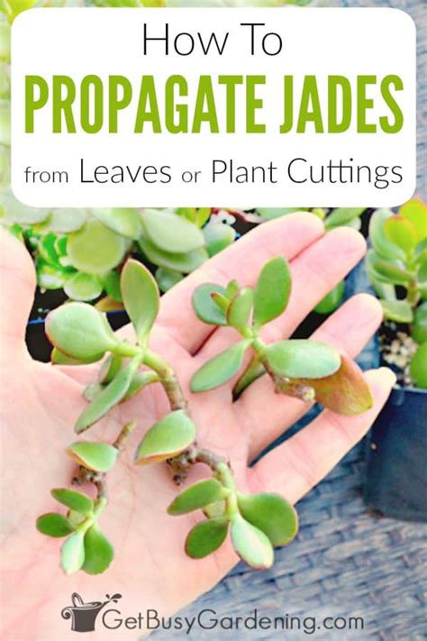 How To Propagate Jade Plant Cuttings Get Busy Gardening