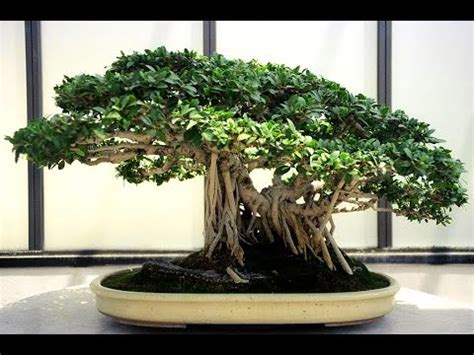 banyan bonsai tree youtube