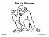 Coloring Chimp Pages Chimpanzee Getcolorings sketch template