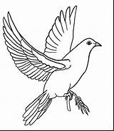 Dove Coloring Pages Getcolorings Printable Color sketch template