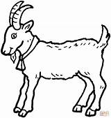 Coloring Billy Goats Three Gruff Printable Goat sketch template