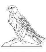 Falcon صقر Hawk Bird Sakr Falcons Saad sketch template