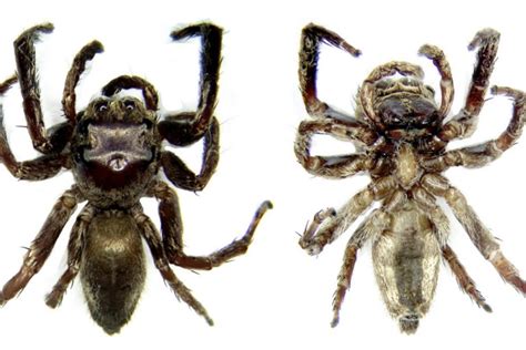 Sex Organs Reveal New Jumping Spider Species In The Philippines