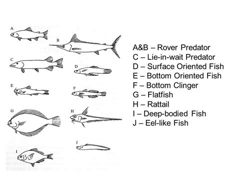 fish forms functions  eel  fish fish anatomy   shape