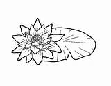 Lotus Coloring Flower Flowers Coloringcrew sketch template