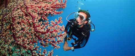 quicksilver dive learn  dive port douglas